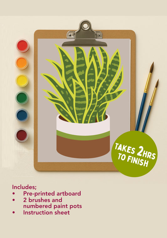 Snake Plant Serenity mini kit