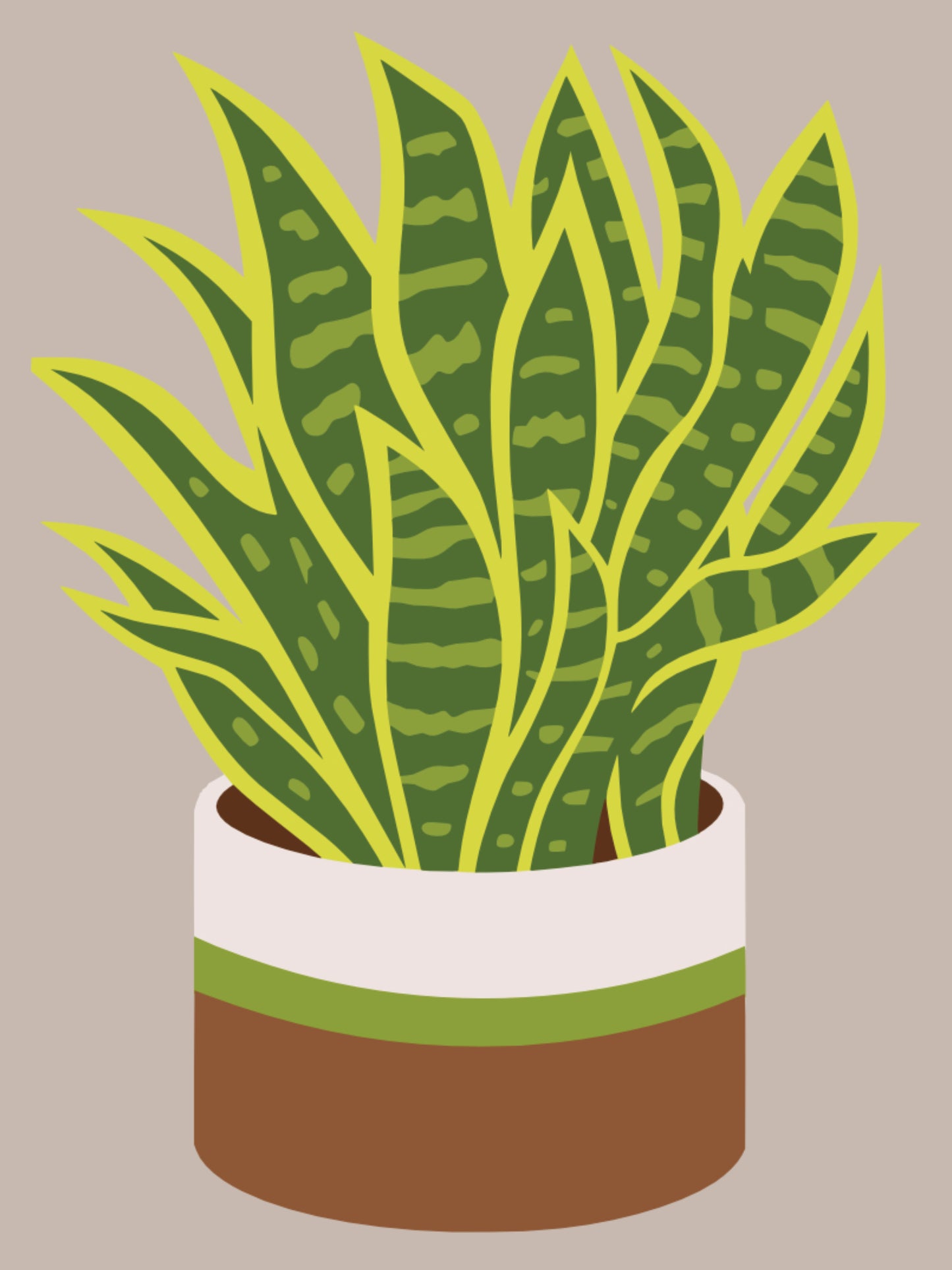 Snake Plant Serenity mini kit